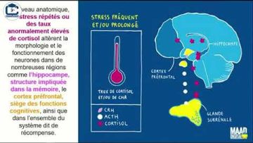 Les neurosciences au service de linnovation et la société Dr. Cherine Fahim